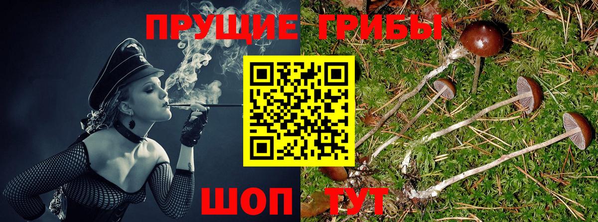 Галлюциногенные грибы Psilocybe  Вход с VPN  Псилоцибиновые грибы мицелий  Озёрск 